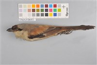 藏品(棕背伯勞)的圖片